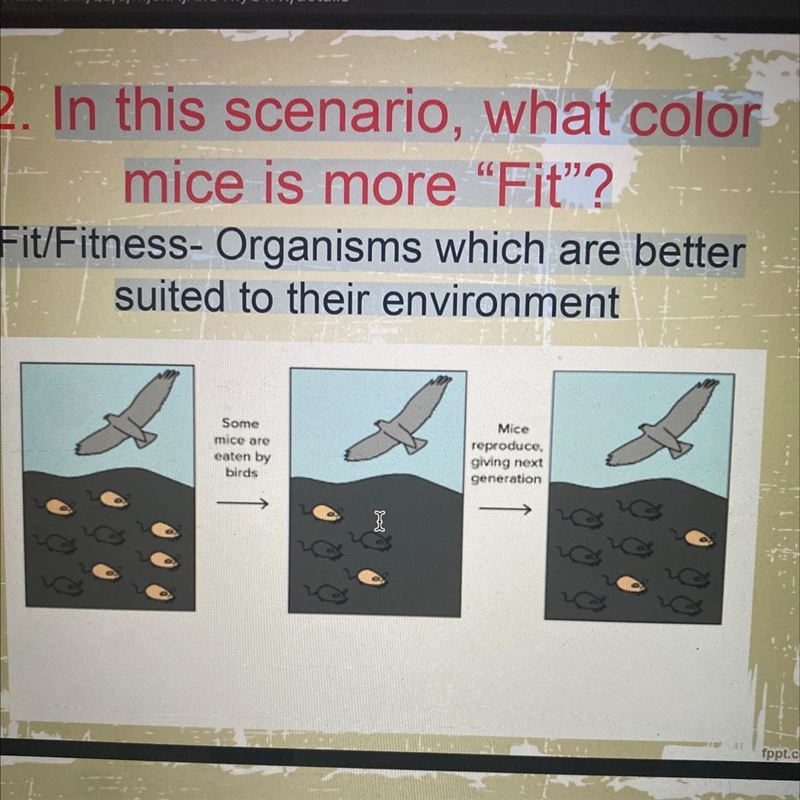 In this scenario, what color mice is more “Fit”? Fit/Fitness- Organisms which are-example-1