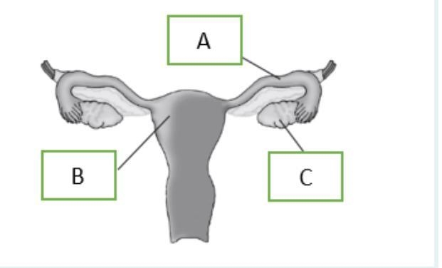 Identify part A, B and C. What is the function of part B?-example-1