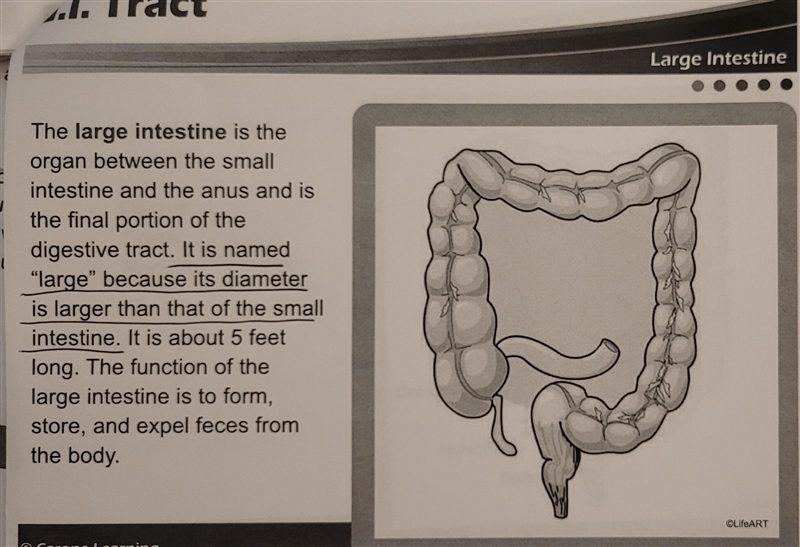 Which of the following describes how the large intestine got its name?-example-2