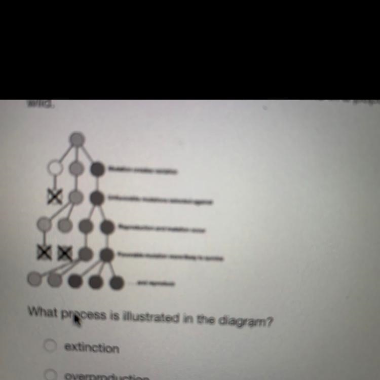 The diagram below illustrates changes over time in a population of foxes in the wild-example-1