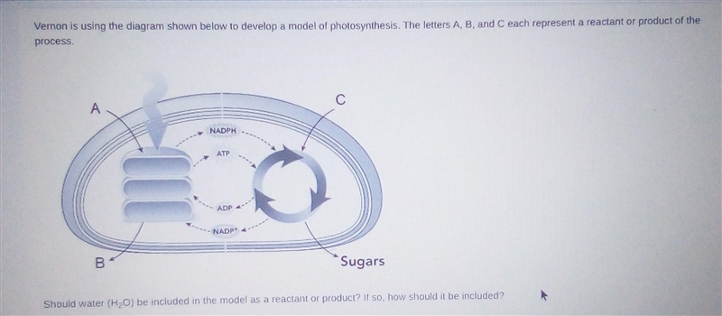 Should water (H20) be included in the model as a reactant or product? If so, how should-example-1