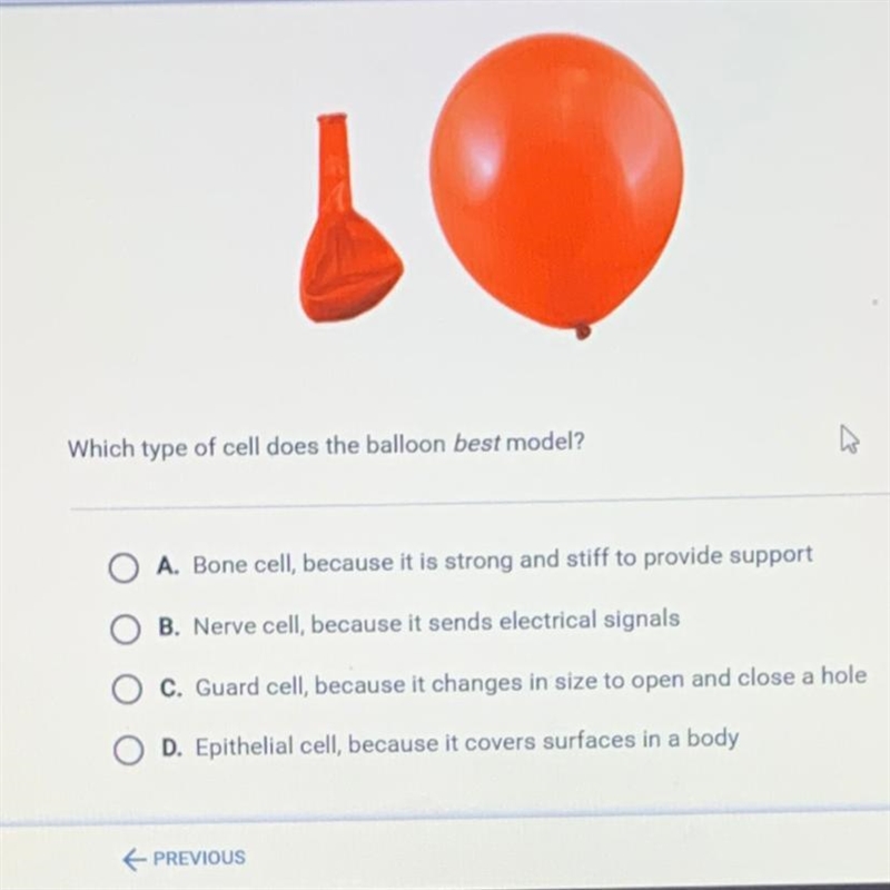 Which type of cells does a balloon best model. A. Bone cell, because it is strong-example-1