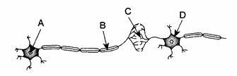 The diagram below represents an impulse pathway. Nerve gas interferes with the action-example-1