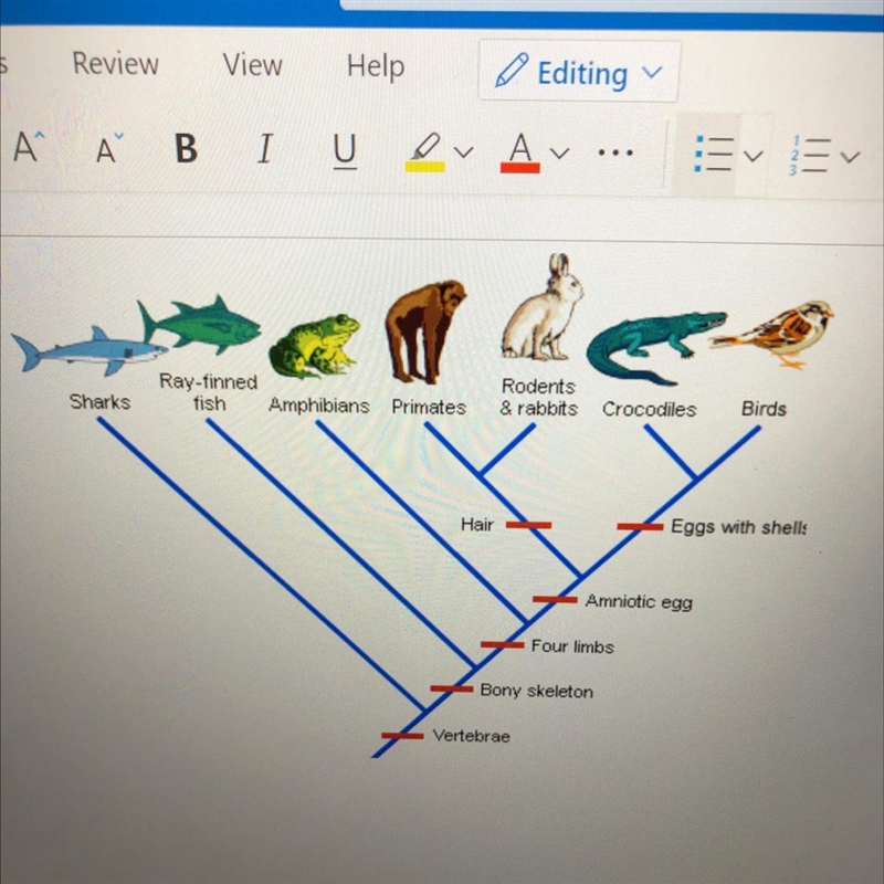 Which organism on the cladogram do not have four limps?-example-1