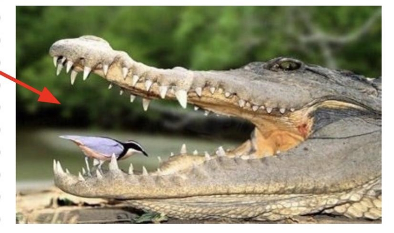 Look at this picture. Is this bird about to become this predator’s lunch? What do-example-1