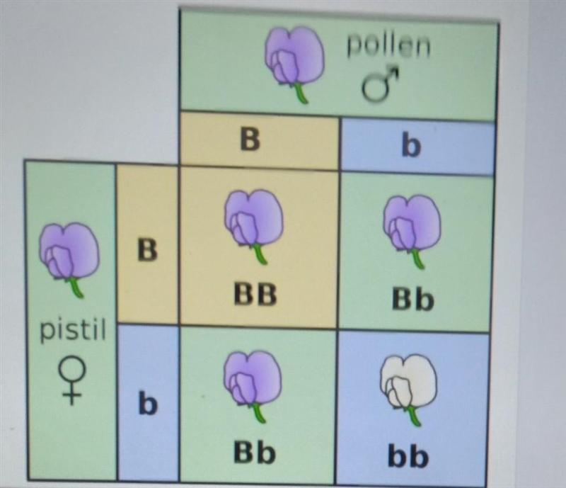 PLS HELP ME what is the probability of two purple flowers in this punnett square having-example-1