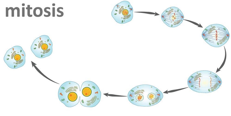 Can someone please label all of the steps of mitosis-example-1