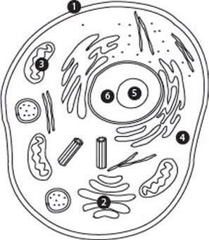 The diagram shows the structure of an animal cell. Which number label represents cytoplasm-example-1