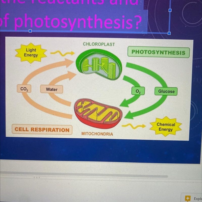 What are the reactants and products of photosynthesis? Reactants: Products:-example-1