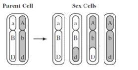 Using the illustration above, why are the chromosomes in two of the sex cells different-example-1