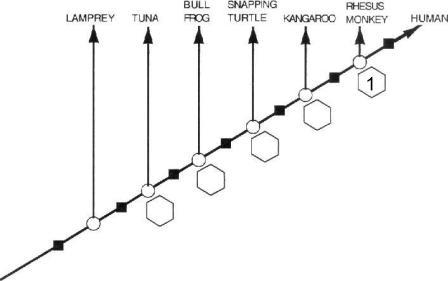 A. Using the molecular data, make a general statement that compares the "human-example-1