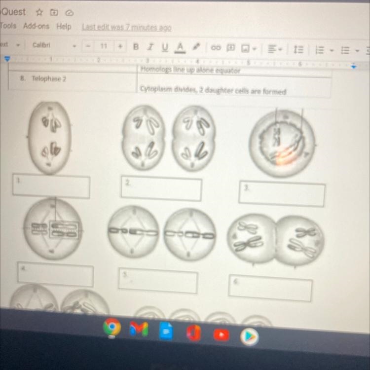 HELP WHAT ARE THE PHASES OF MEIOSIS FOR THIS, ILL GIVE 40 POINTS-example-1