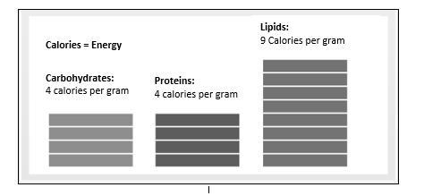 Which organic molecule represented in the info graph below, has the greatest amount-example-1