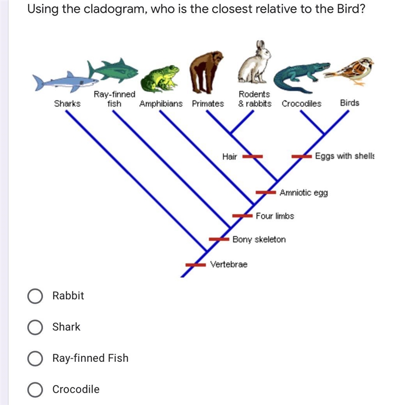 Using the cladogram, who is the closest relative to the bird ? - rabbit - shark - ray-example-1