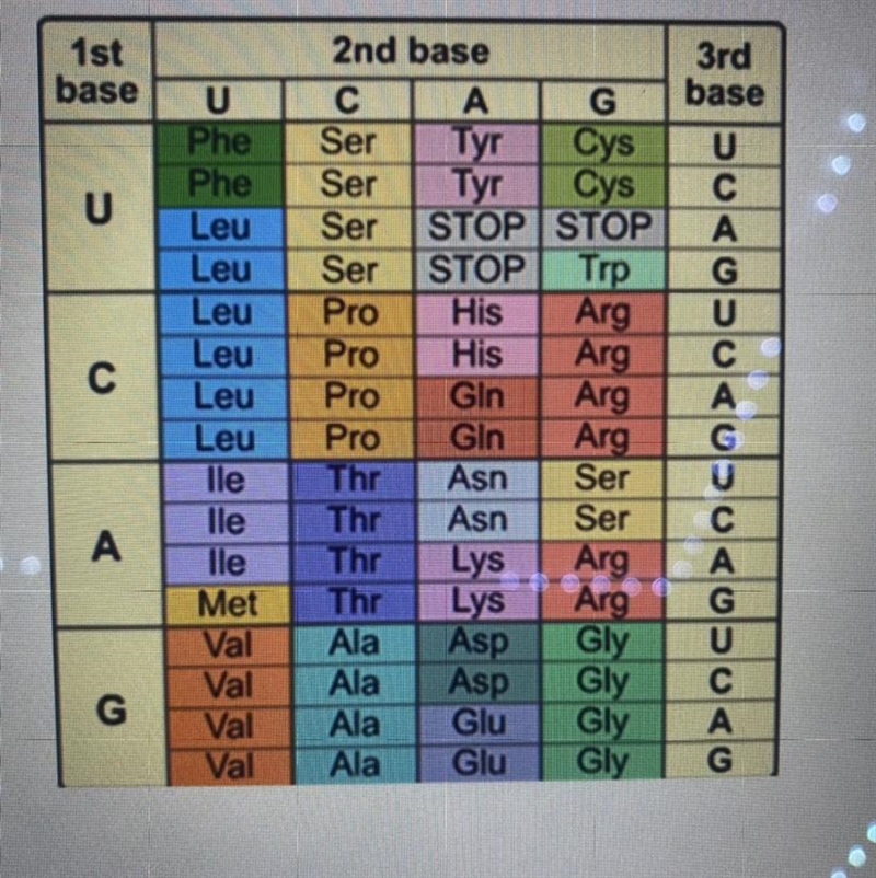 Use your knowledge of Protein Synthesis, and the provided chart, to identify the correct-example-1