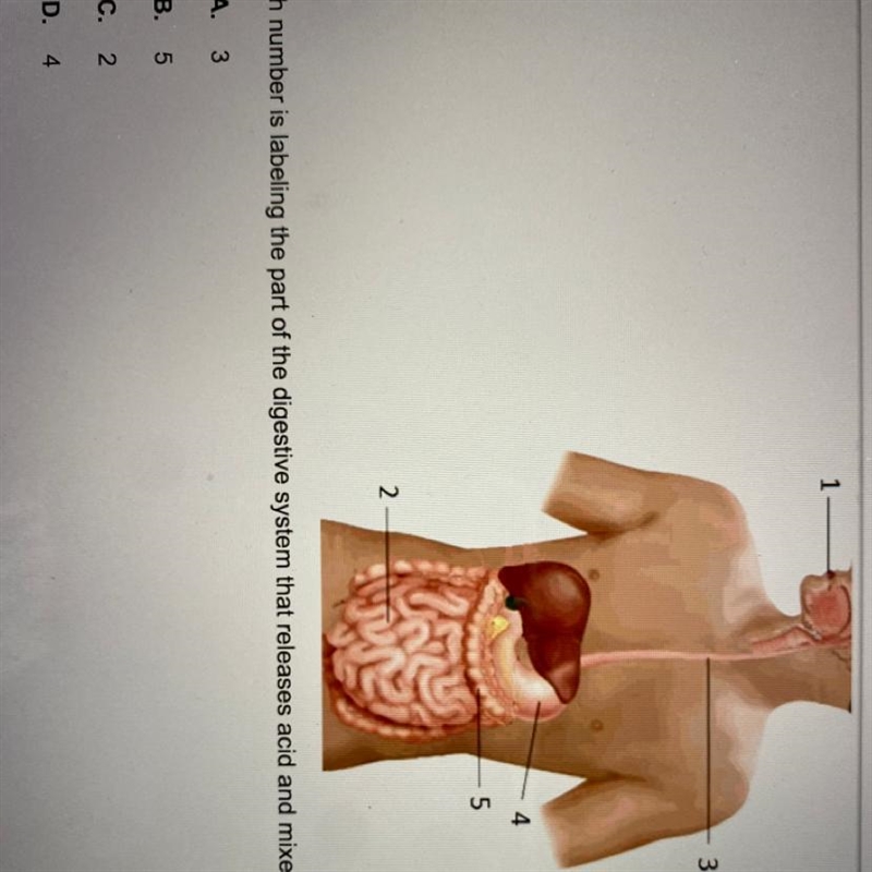 Which number is labeling the part of the digestive system that releases acid and mixes-example-1