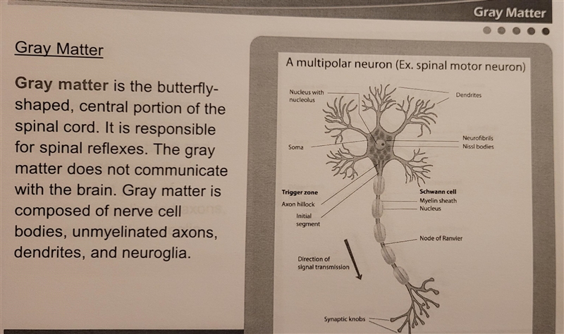 Which butterfly-shaped portion of the brain is responsible for spinal reflexes?-example-2