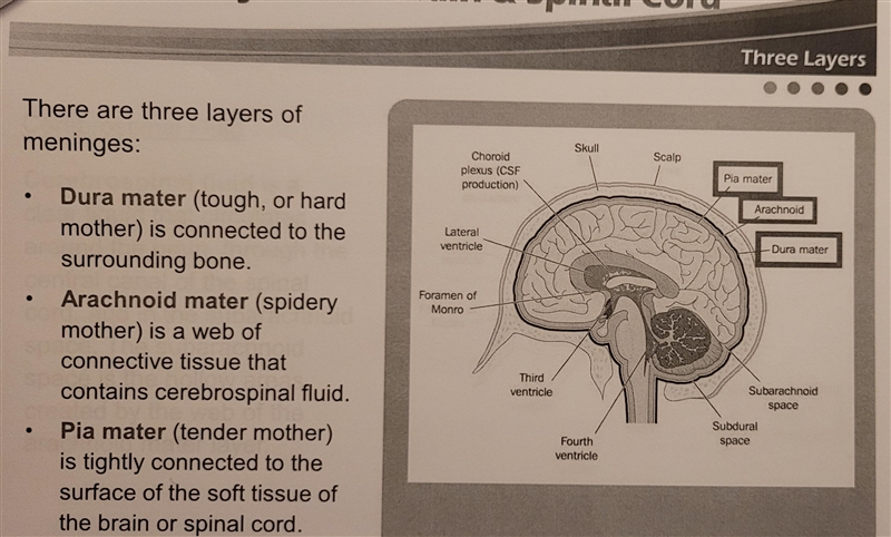 Which butterfly-shaped portion of the brain is responsible for spinal reflexes?-example-3