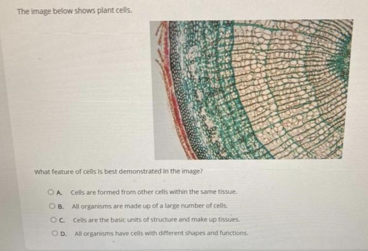 The image below shows plant cells. what feature of cells is best demonstrated in the-example-1