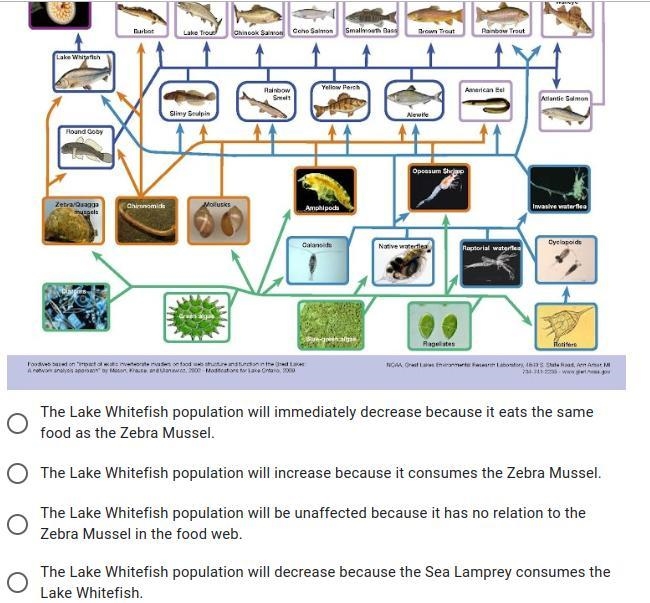 As the Zebra Mussel population expands how do you predict the Lake Whitefish population-example-1