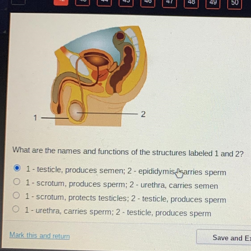 C 3 2 What are the names and functions of the structures labeled 1 and 2? O 1 - testicle-example-1