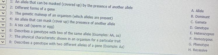 Match the description to the correct genetics vocabulary term,-example-1