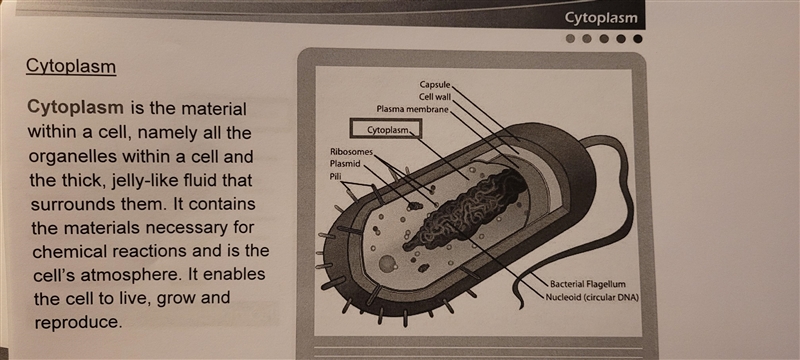 Which of the following describes cytoplasm? pls pst.-example-2