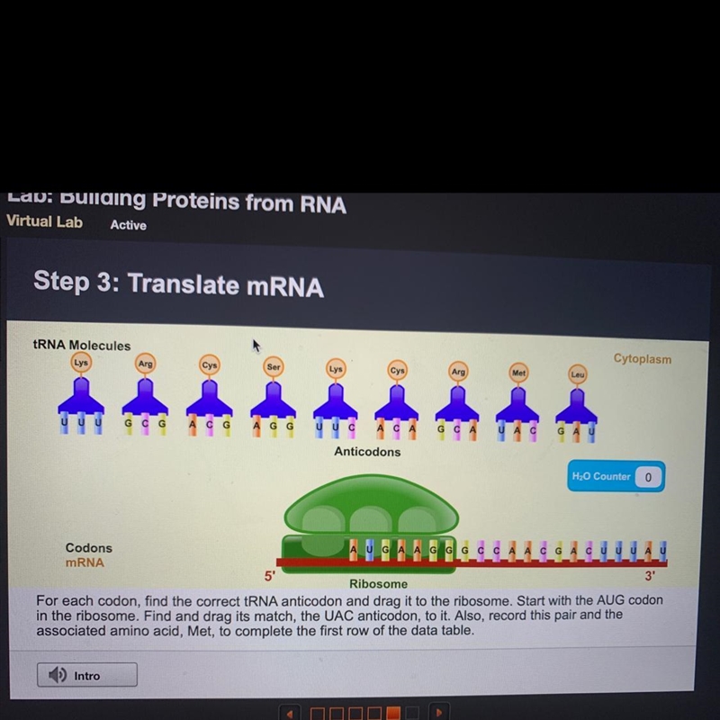 For each condon ,find the correct tRNA-example-1