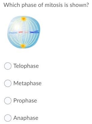 Please help asap it is about mitosis :) !-example-1