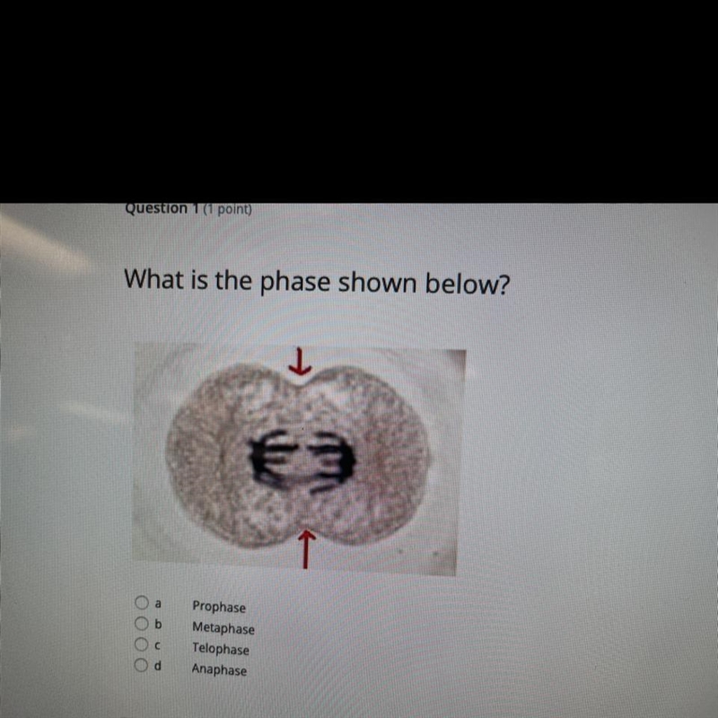 What is the phase shown below? Prophase Metaphase Telophase Anaphase-example-1