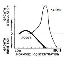 Plant hormones are chemical regulators that stimulate or inhibit growth depending-example-1