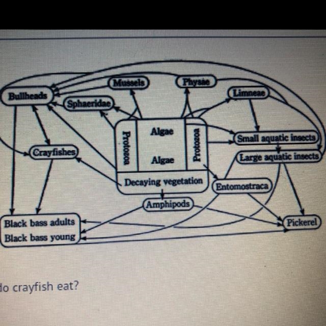 According to the food web, what do crayfish eat? A) algae B) protozoans C) black bass-example-1