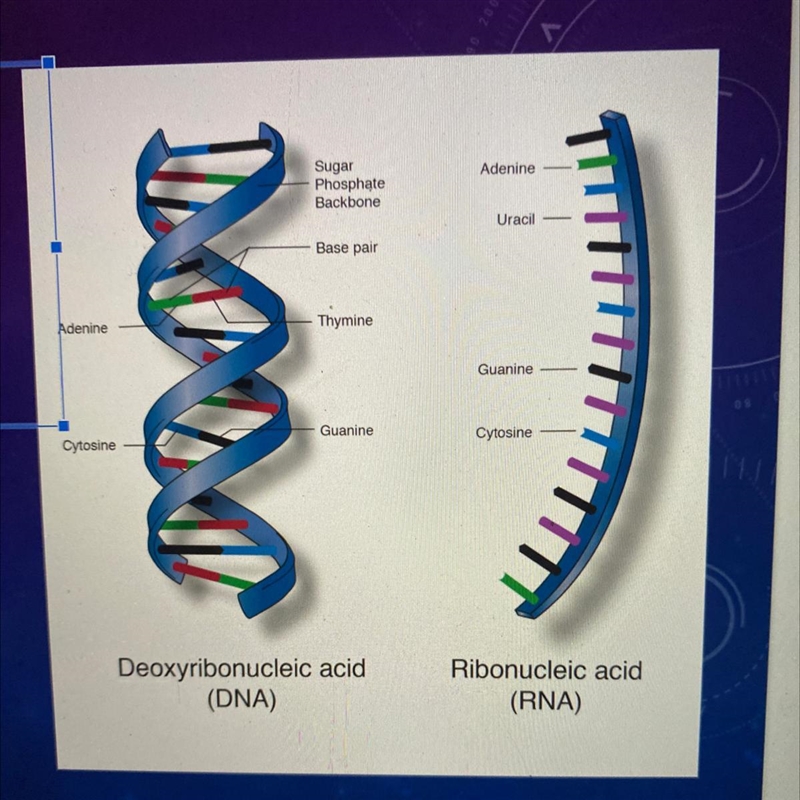 What is the function of Nucleic Acids?-example-1