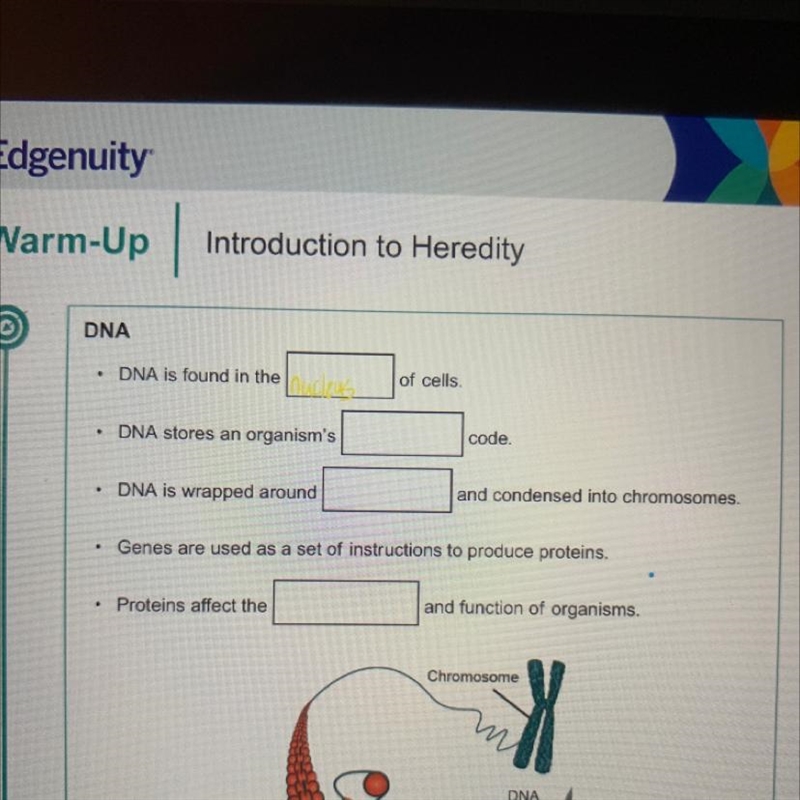 DNA stores an organism's code.-example-1