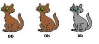 Which statement below is false, based on the image? The first cat is homo-zygous dominant-example-1