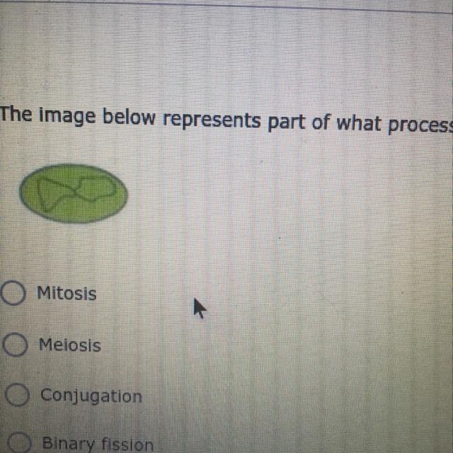 The image below represents part of what process? (4 points) Mitosis Meiosis Conjugation-example-1