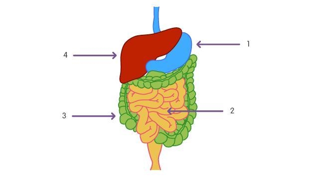 Look at the diagram. Name organ 2.-example-1