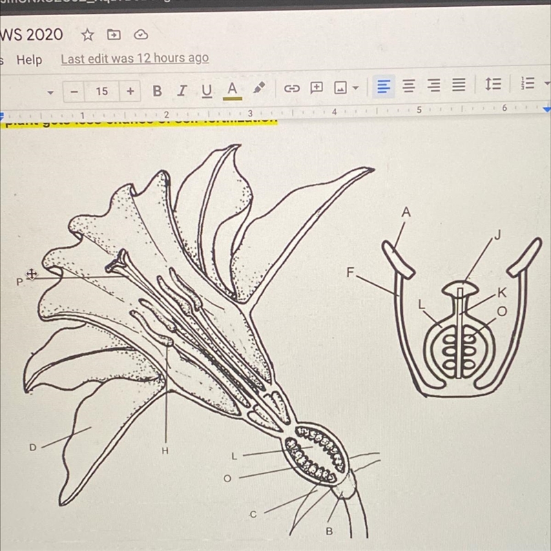 Identify the parts. A. Stigma B. C. Sepal D. F. H. J. K. L. O. P.-example-1