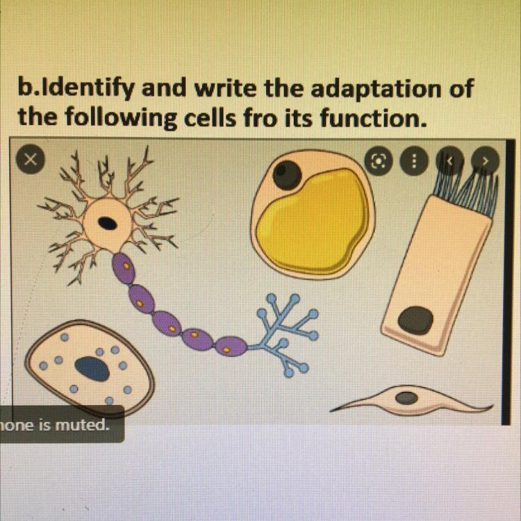 Identify and write the adaptations of the following cells for it functions.-example-1