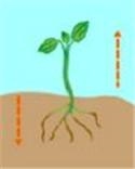 A growing plant is shown below. Which of the following is a plant’s response to gravity-example-1