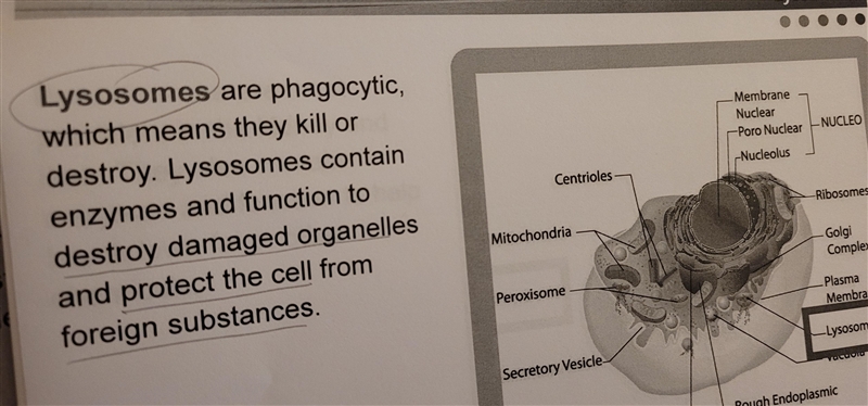 Which organelle contains enzymes and functions to destroy damaged organelles and protect-example-1