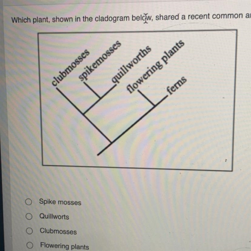 Which plant, shown in the cladogram below, shared a recent common ancestor with spikemosses-example-1