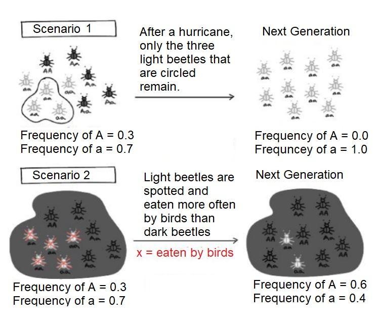 Which scenario MOST LIKELY represents genetic drift and why? Question 2 options: Scenario-example-1