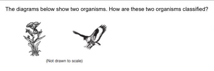 The diagrams below show two organisms. How are these two organisms classified? A) same-example-1