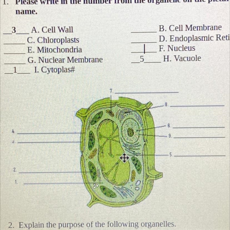 1. Please write in the number from the organelle on the picture that matches the name-example-1