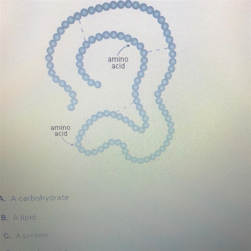 What is the molecule in this image? A. A carbohydrate B. A lipid C. A protein-example-1