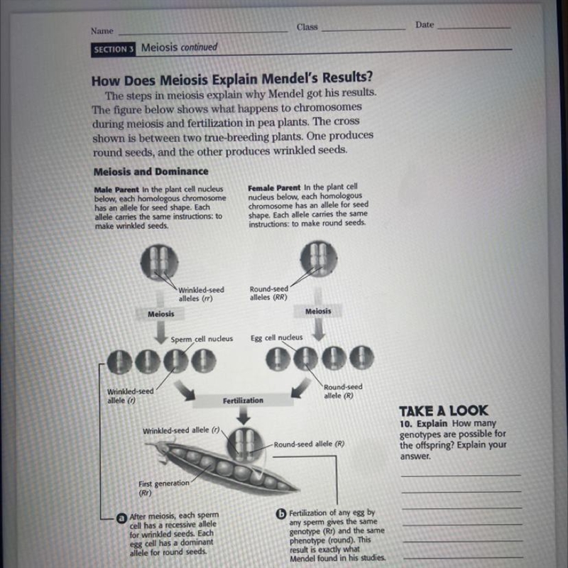 TAKE A LOOK 10. Explain How many genotypes are possible for the offspring? Explain-example-1