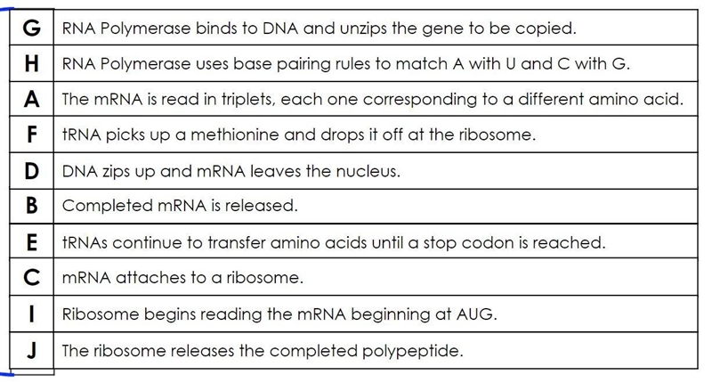 In what order does protein synthesis happen?-example-1