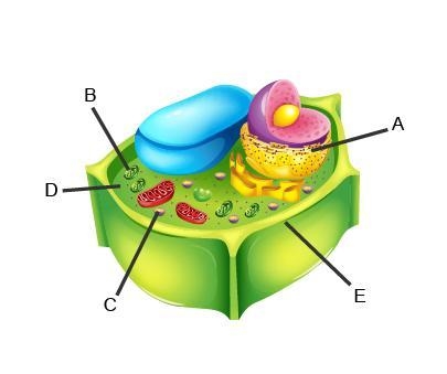 Identify the structures in the cell-example-1