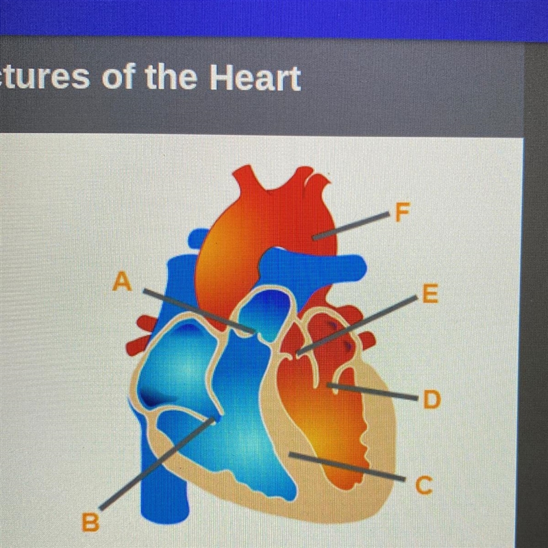 Identify the structures of the heart. label A Label B Label C Label D Label E Label-example-1